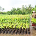 Máy nghiền đất tại Đà Nẵng