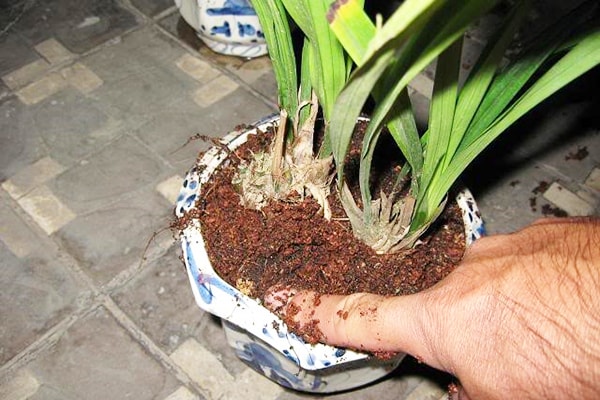 trồng lan bằng mùn cưa