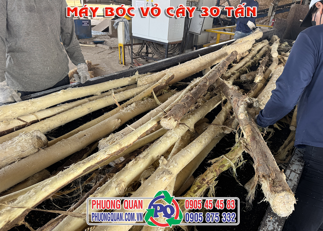 Gỗ sau khi bóc vỏ sạch trên băng tải của máy bóc vỏ cây 30 tấn